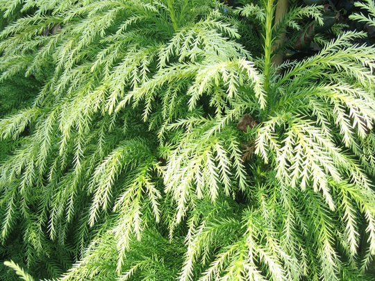 50 X Japanese Cedar Tree Seeds, Sugi | Cryptomeria Japonica Seeds