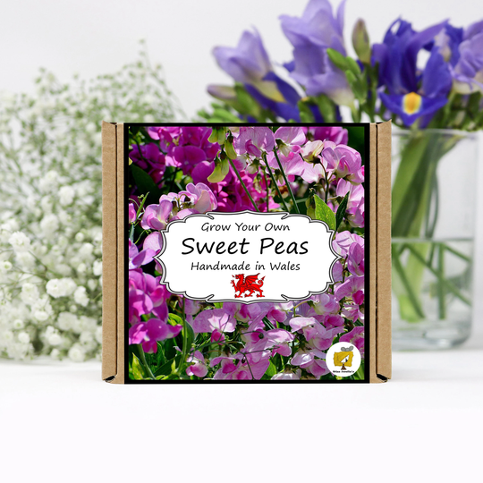 Grow Your Own Sweet Pea Flowers Kit. Seeds Growing Kit. Gardening Gifts For Women, Men, Him, Her, Grandad & Children