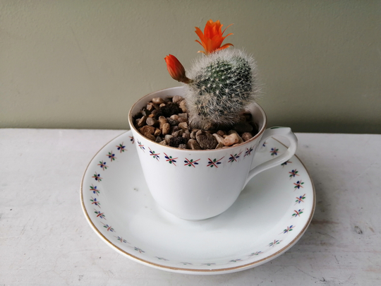 Lovely Ceramic Indoor Or Outdoor Tea Cup Planter. Made From & Antique Hand Painted Deep Saucer. Perfect Cactus Planter Gift
