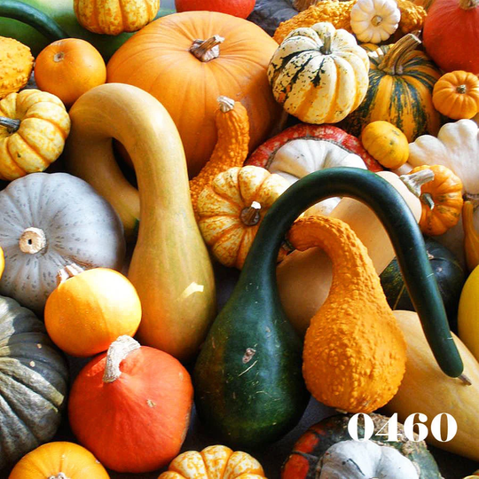 25 Seeds - Mix Of Gourds Cucurbita Pepo Ornamental Pumpkin Halloween