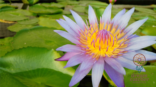 Blue Lotus Tea Flowers Lily ~Petals & Stamens~ | Nymphaea Caerulea ⦁Third Eye ⦁Dream Clarity ⦁Relax ⦁Aphrodisiac Wine | Galactivate