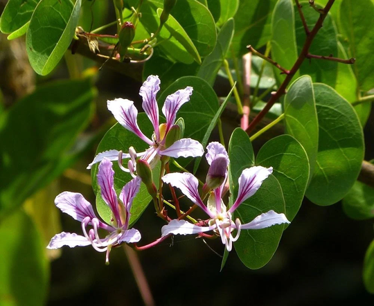 10 Bauhinia Yunnanensis Seeds, Chinese Orchid Tree Yunnan