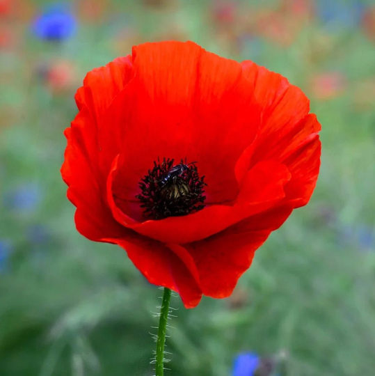American Legion Poppy Seeds | Red Corn Poppies Flanders Remembrance Day Drought Tolerant Usa Garden Flower Seed 2023 Season Fast Shipping