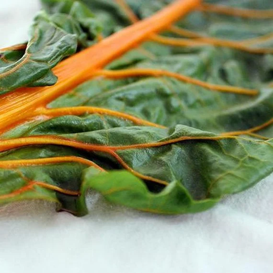 Swiss Chard Orange Vegetable Seeds | Beta Vulgaris 25+Seeds