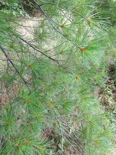 Wild Pine Needle Tea