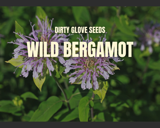 Bee Balm, Wild - Mintleaf Bergamot 100+ Seeds Medicinal Herb Non-Gmo | Monarda Fistulosa