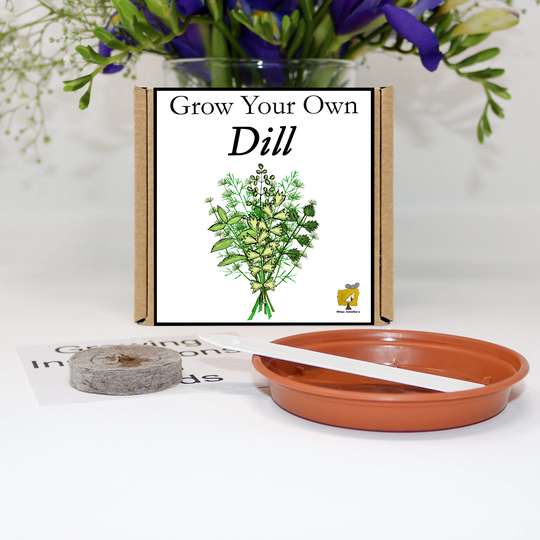 Grow Your Own Dill Plant Kit. Unusual, Gardening Gift, Birthday, Kids, Children, Him, Her, Seeds, Teacher Starter Kit