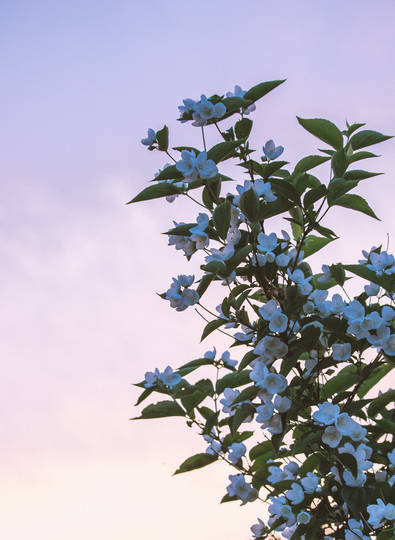 Beautiful & Fragrance Jasmine Seeds