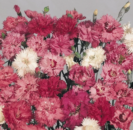 Dianthus Spring Beauty Approx. 100 Seeds Plumarius