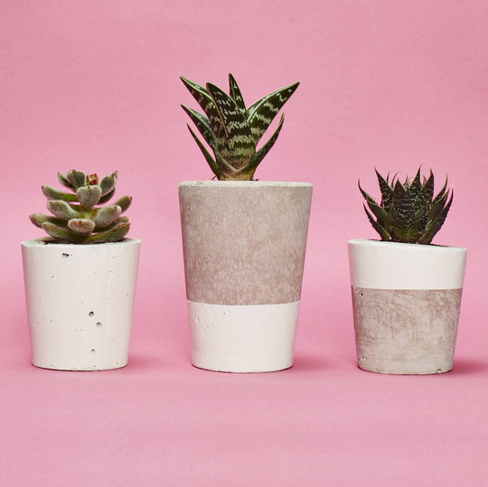 Set Of Three White Concrete Pots W/Cacti And Succulents