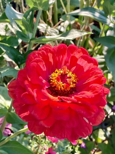 Large Scarlet Red Zinnia Seeds