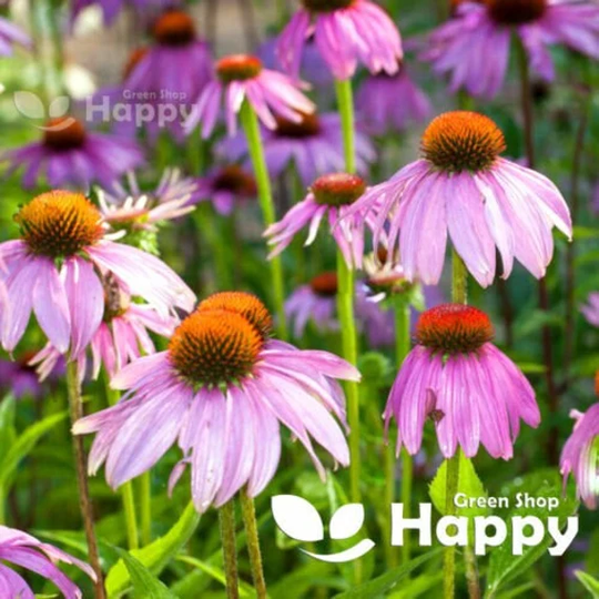 Purple Coneflower - Starlight 70 Seeds Echinacea Purpurea Large Flower