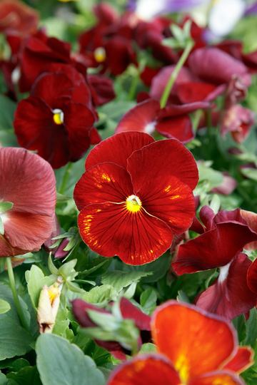 Pansy Seeds Spring Grandio Clear Scarlet 50 Thru 500