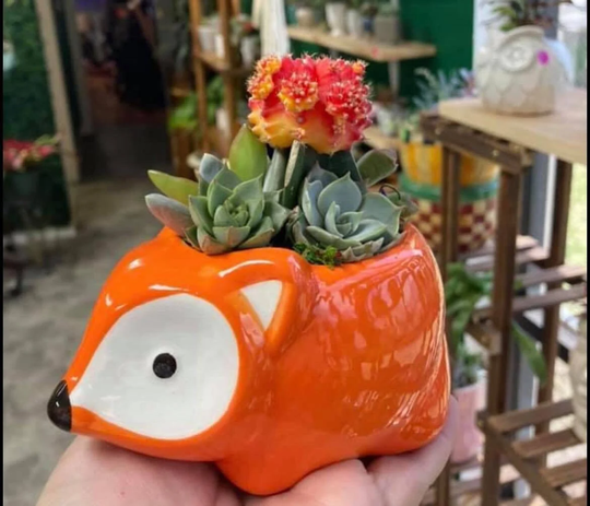 Fox Succulent Kit W/Planter/Fox/ Custom Arrangement/ Animal/Easy Plant/ Succulent Pot/ Plant Container/ Ceramic Office Gift