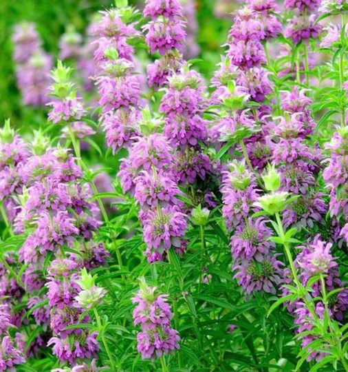 Wildflower Mix