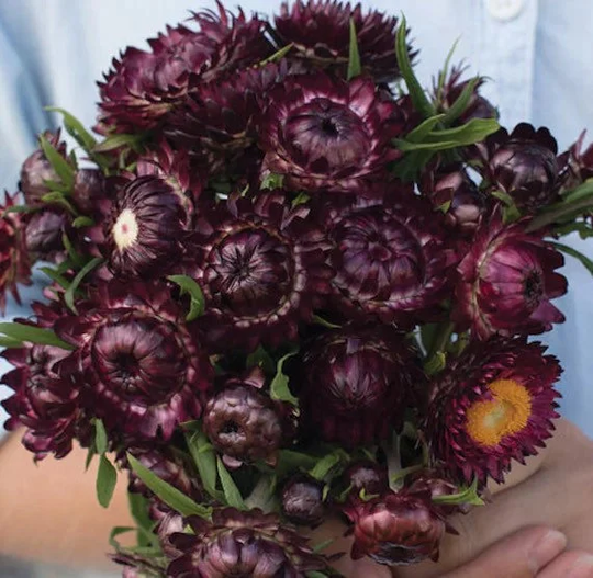 strawflower "Purple Red