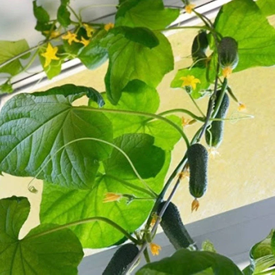 Cucumber Balcony F1 Seeds Self-Pollinating Non Gmo For Planting | 204639