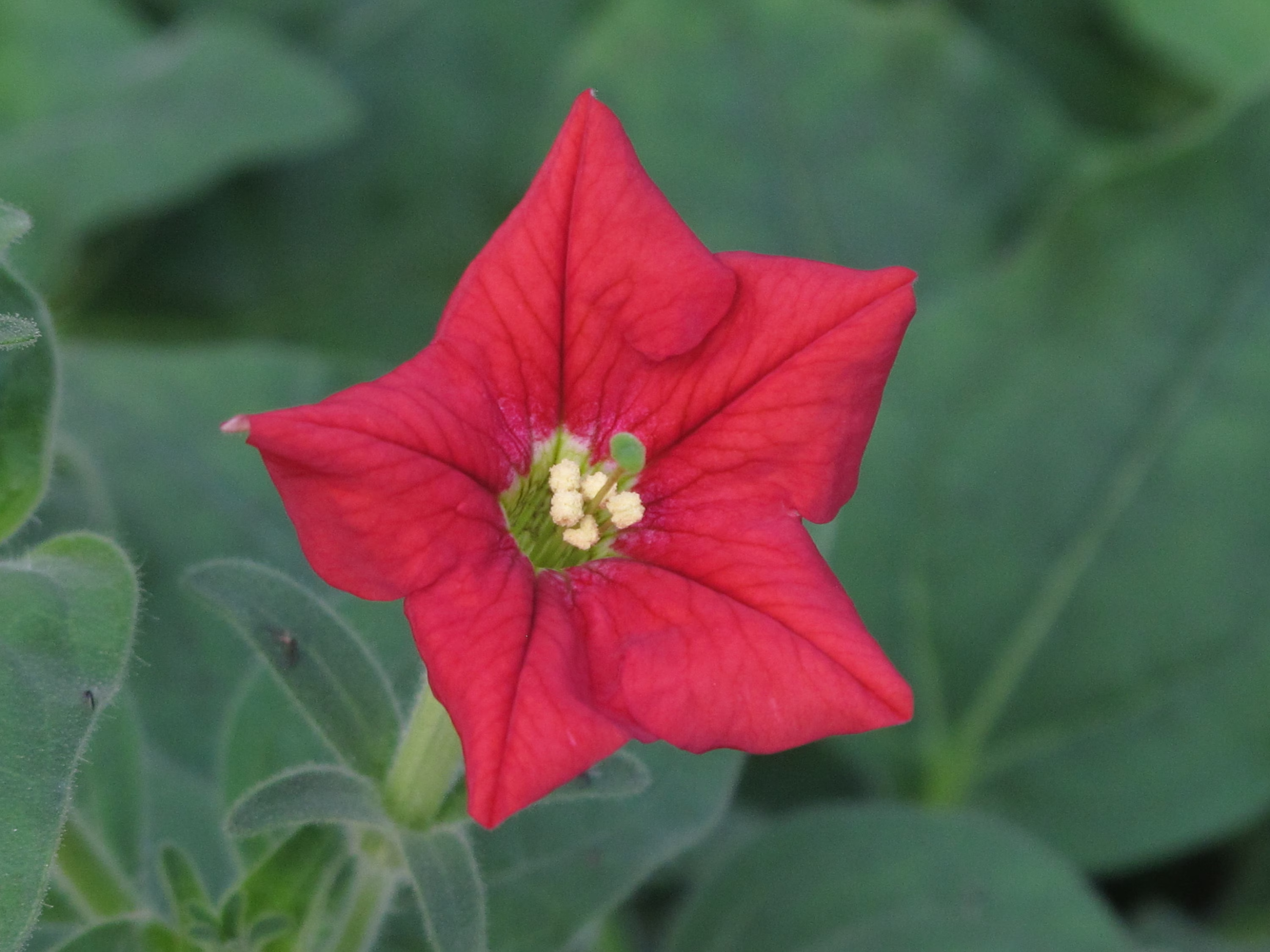 20 Petunia Exserta Seeds, Rare Seeds
