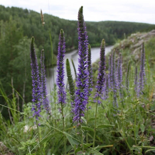Spiked Speedwell Blue Seeds Perennial Draught Resistant Non Gmo For Planting | 204509