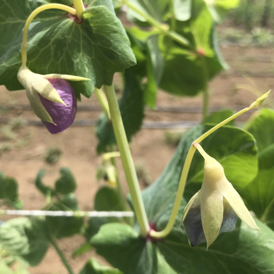 Pea Golden Sweet Snow Certified Organic Seed 75