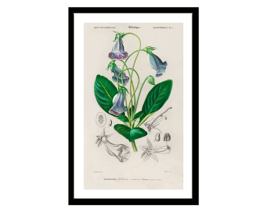Vintage Botanical Poster Of Brazilian Gloxinia Print Retro Herbs Plants & Trees Illustration Kitchen Art Decor. Giclee Set
