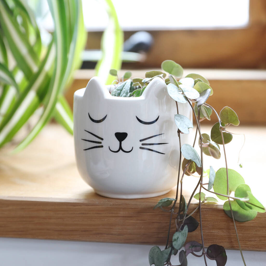 Set Of Two Cat's Whiskers Mini Planters