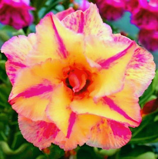 Triple Plum Custard Adenium Obesum Apocynaceae Seeds - Desert Rose, Sabi Star, Rosy Adenium, Fun Kids Children, Grow Your Flowering Plant