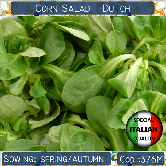 200+ Corn Salad Dutch Seeds, Lambs Lettuce Valerianella Italian Vegetable Non Gmo #376M