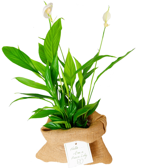 Spathiphyllum Peace Lily in Hessian Gift Wrap - Card Included Large Plant Around 40-50cm For Home Or Office Fantastic