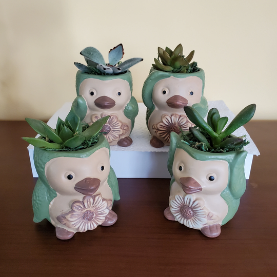 Penguin Planter With Succulent, Live Potted Succulents, Animal Planter, Green Penguin, Flower Pot, Plant Lover Gift, Succulent Gift
