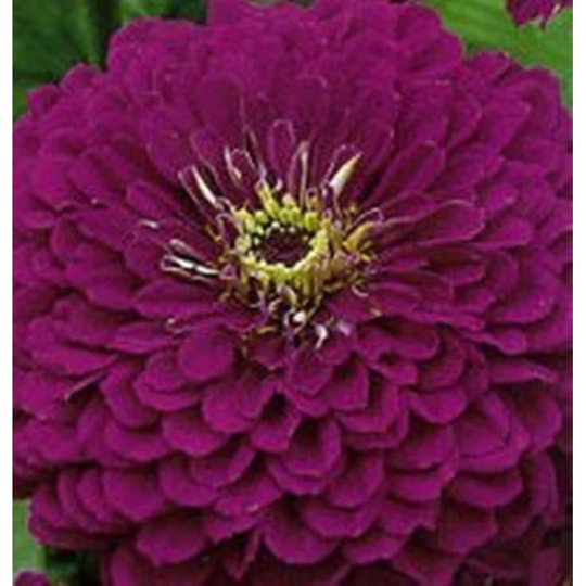 Dwarf Zinnia Purple Seeds Annual Flowering Non Gmo For Planting | 201845