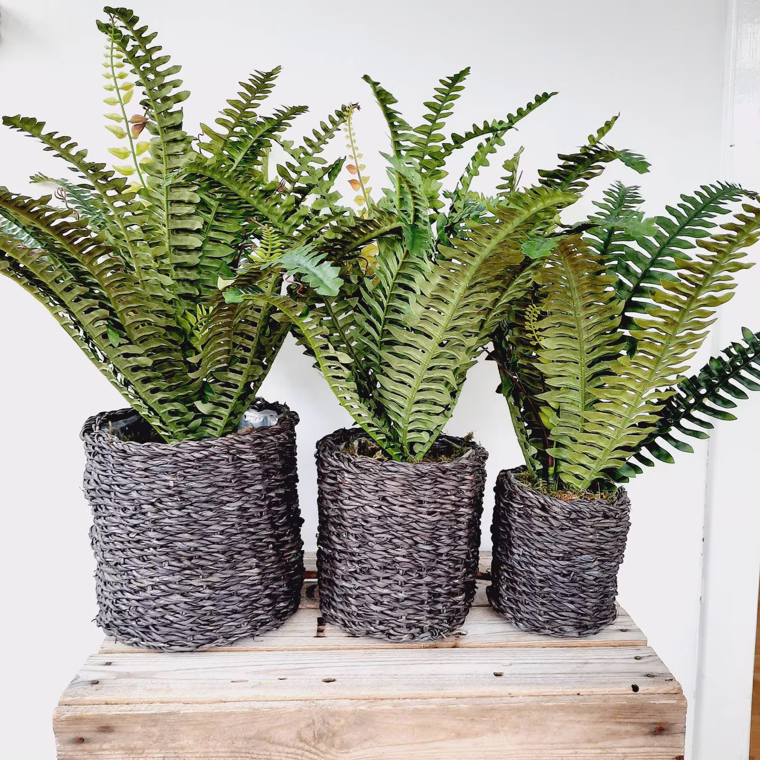 Large Faux Boston Fern Plant in Basket