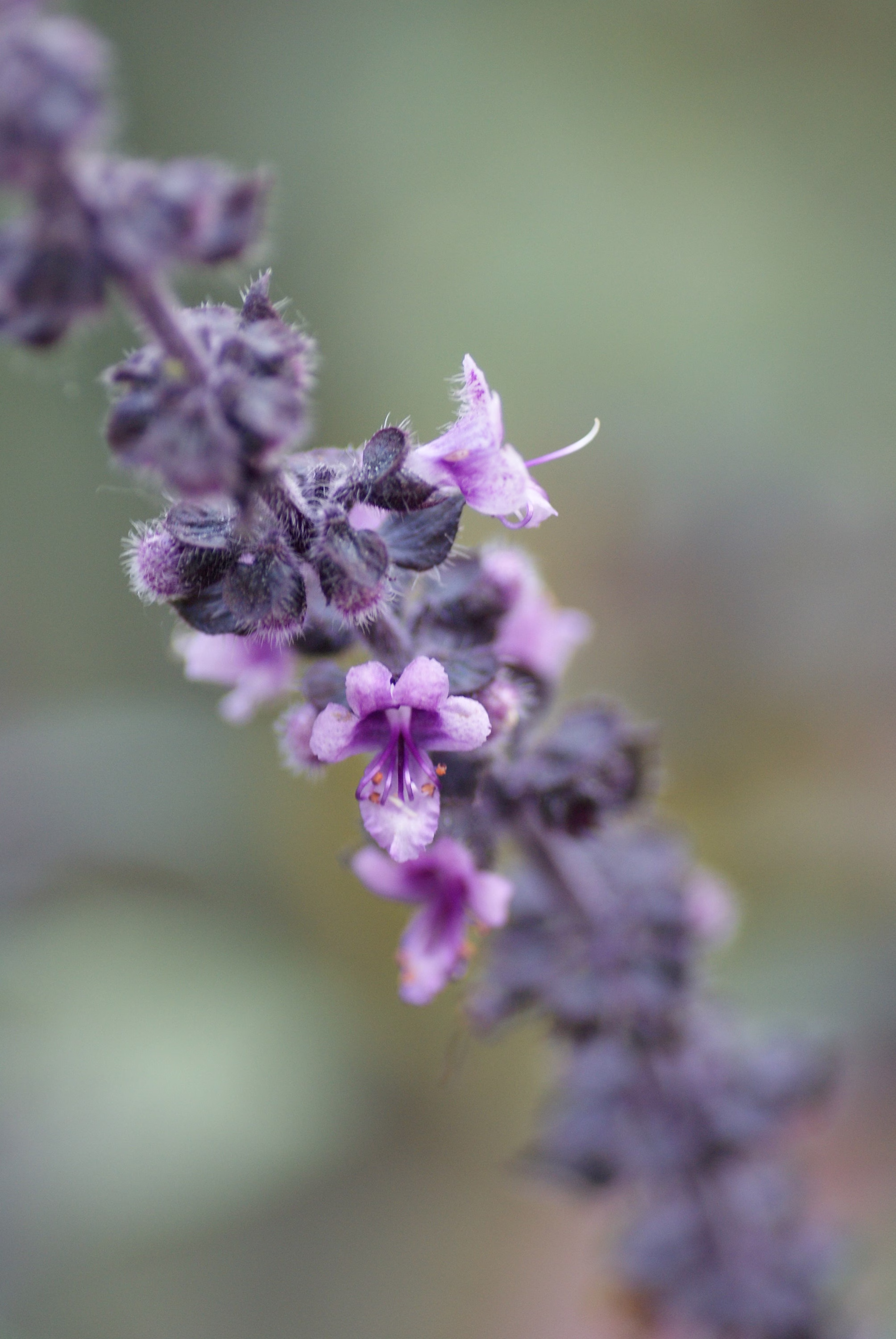 Cinnamon Basil Seeds, 500 Seeds // Heirloom, Non-Gmo, Open Pollinated, Herb Garden, Ocimum Basilicum