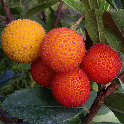 Christmas Garden Gifts Strawberry Tree Plant Gift