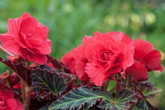 Begonia Seeds Nonstop Mocca Scarlet 100 Thru 500 Pelleted
