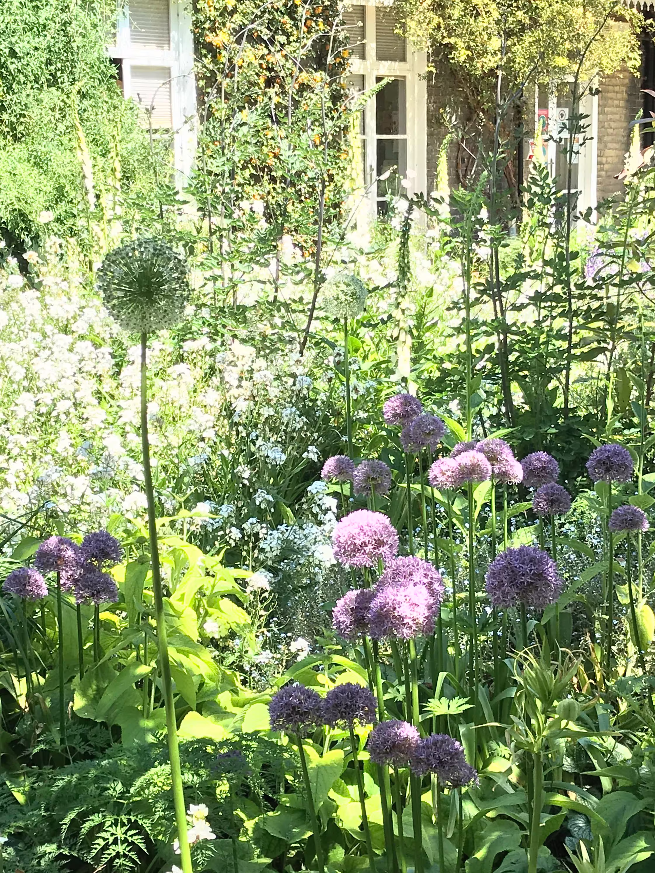 10 X Ornamental Allium Mix | Bulbs To Plant Yourself Free UK Postage