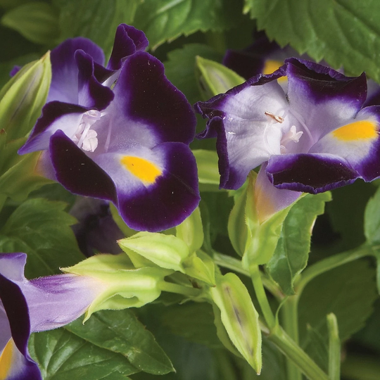 Bin#1R8D1 Torenia Seeds Little Kiss Blue 50 Thru 500 Pelleted