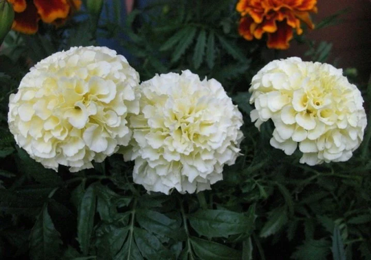 Flower Seeds Marigold White