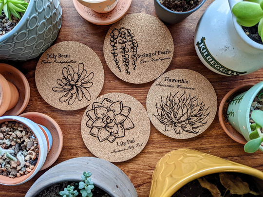 Succulent Cork Coaster - Set Of 4 | String Pearls, Lily Pad, Jelly Beans, & Haworthia