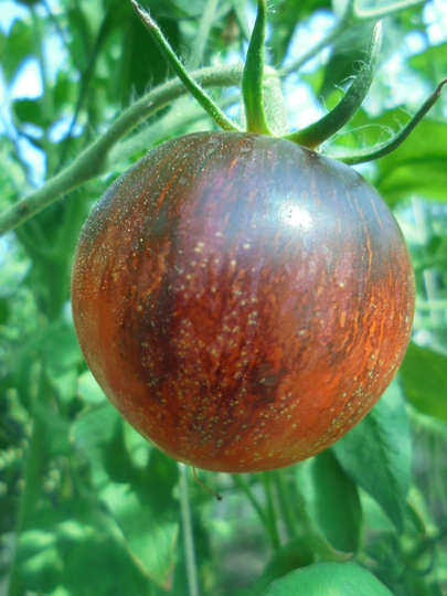 Black Shadow Tomato Seeds, Indeterminate Heirloom Striped Indigo Red Yellow Tomatoes, Rare 15 Seeds