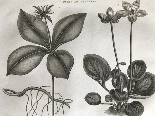 1821 Herb Paris & Carolina Grass Of Parnassus Original Antique Copperplate Engraving - Botanical Art Botany Available Framed