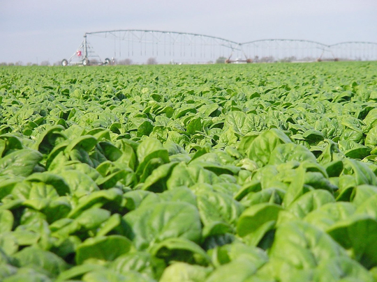 Vegetable - Spinach Medania 1250 Premium Quality Seeds