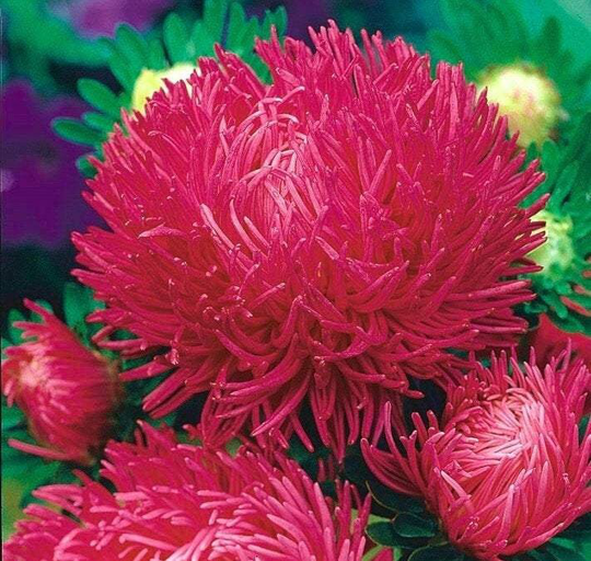 Aster Tall Needle Inga 200 Seeds
