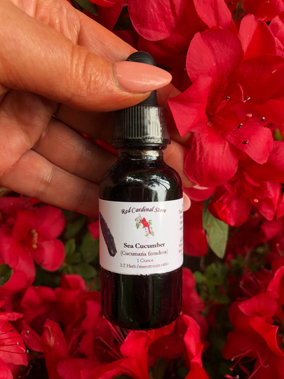 Sea Cucumber | Frondosa Tincture Herb Extract Double Extraction