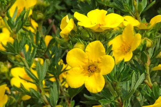 Rare Original Flower Seeds Cinquefoil "Spring