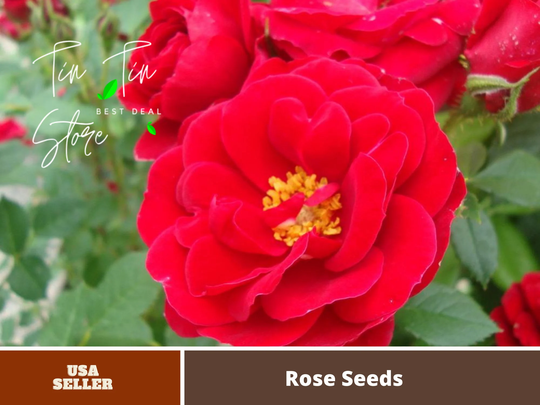 30 Rare Seeds - Paint The Town Rose Seeds-Perennial -Authentic Seeds-Flowers -Organic. Non Gmo -Vegetable Seeds-Mix Seeds For Plant-B3G1#1404