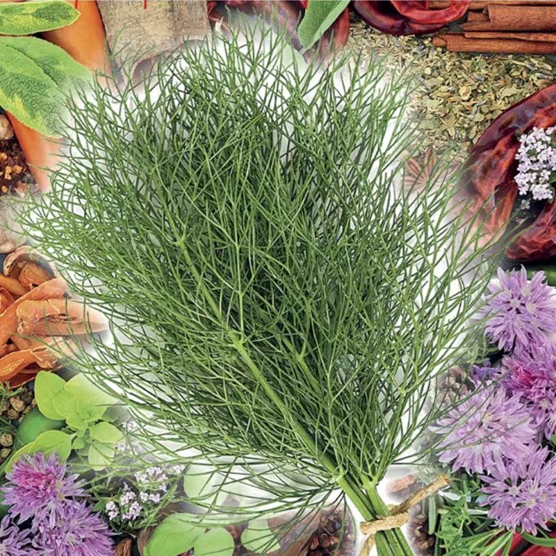 Dill Eiforya Seeds Open-Pollinating Non Gmo For Planting | 204007