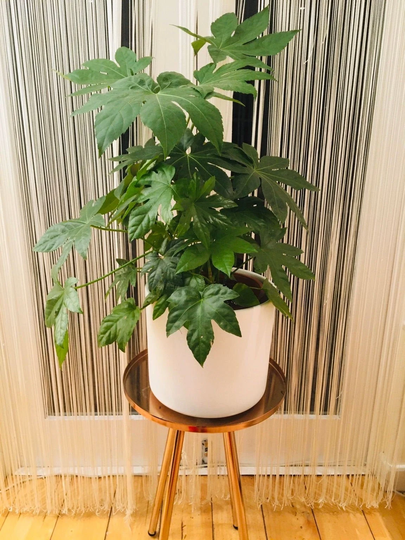 Japanese Aralia Fatsia Japonica Paperplant Houseplant Seeds - Tropical Indoor House Plant 10 Fresh Rare Easy To Grow