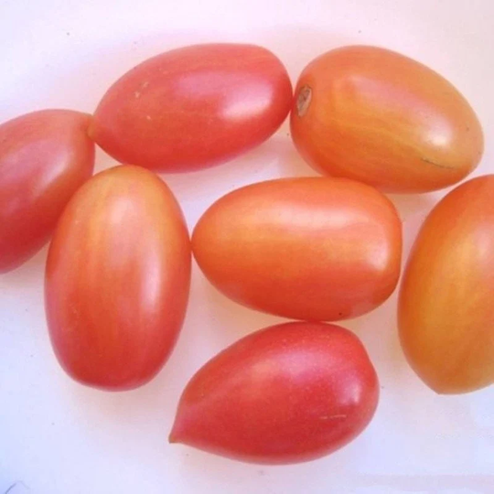 Tomato Paradise Candles Seeds Open-Pollinating Non Gmo For Planting | 204481