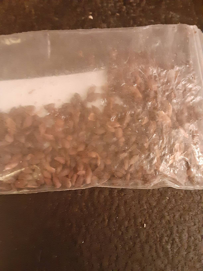 Black Spruce Tree Seeds